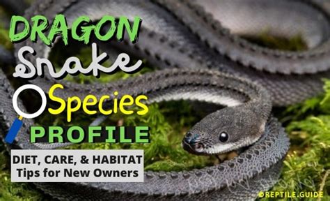 Dragon Snake Care Diet And Habitat Advice For New Owners