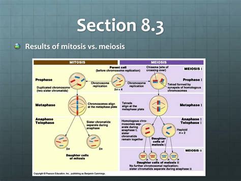 Ppt Chapter 8 Cell Reproduction Powerpoint Presentation Free Download Id 1394583