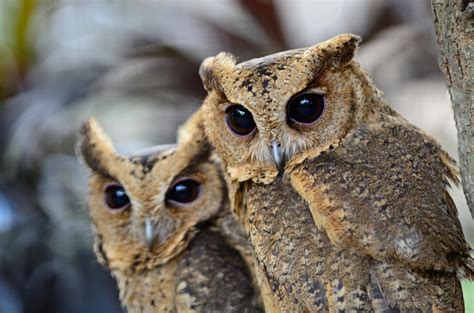 Oriental scops owl (Otus sunia)