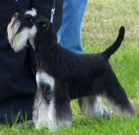 My Beautiful Boy Winning In His First Show Schnauzer Puppy Schnauzers