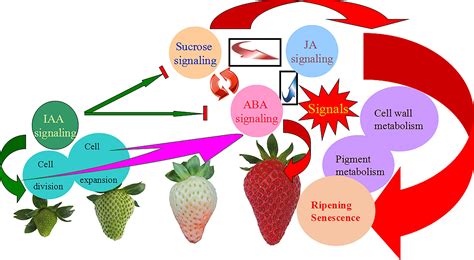 Abscisic Acid And Sucrose Regulate Tomato And Strawberry Fruit Ripening