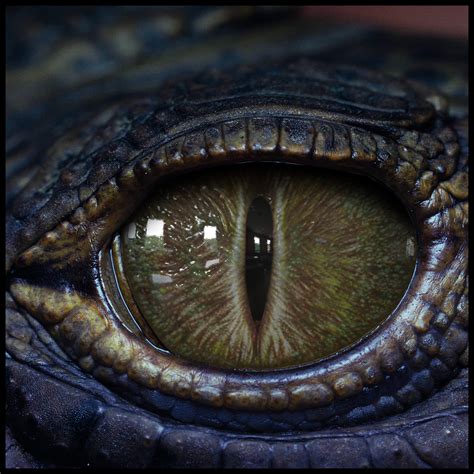 Creature Eyes Vol Pbr D Material Or Shader By Kallie