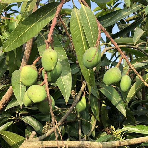 Mango Manera Indica Gowthami Nursery