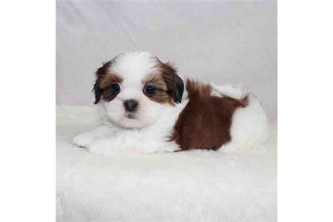 Shih Tzu Bazar Hyperinzerce Cz