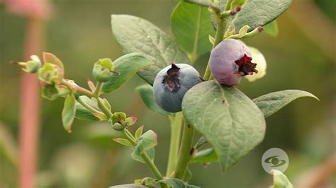 Plagas Y Enfermedades Más Comunes En El Cultivo De Arándano Youtube