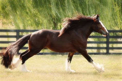 Shire Horses Running