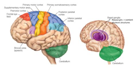 Neurosciences Chapitre Contr Le Moteur Action Flashcards Quizlet