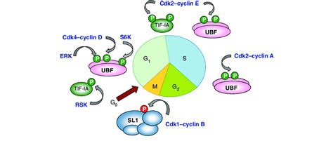 Regulation Of Pol I Transcription During The Cell Cycle During