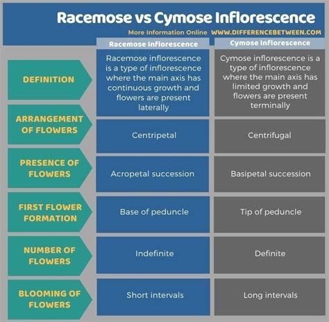 Racemose Vs Cymose Inflorescence Tabular Form In 2022 Continuity