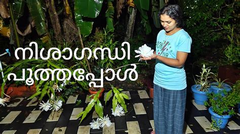 നശഗനധ പതതപപൾ Nishagandhi Brahma Kamalam Queen of the