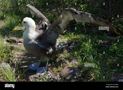 Evolución De Las Aves En Las Galápagos Fotografías E Imágenes De Alta Resolución Página 4 Alamy