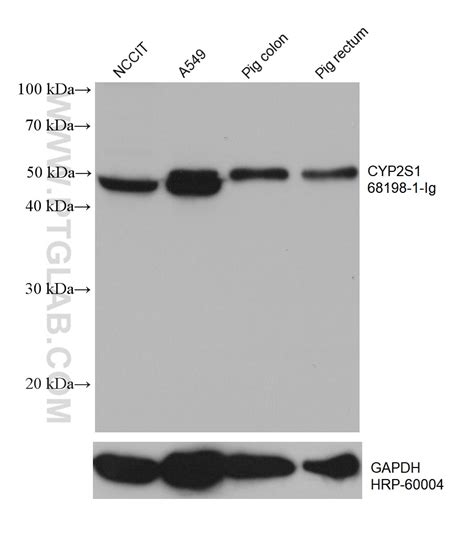 CYP2S1 antibody 68198 1 Ig Proteintech 武汉三鹰生物技术有限公司