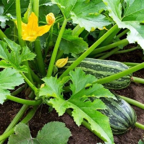 How To Grow Zucchini From Seeds • Gardenary