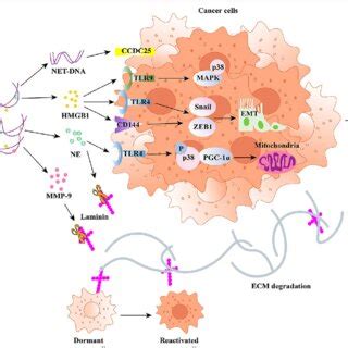 Molecular Mechanisms Of NETs In Tumor Metastasis HMGB1 Released By