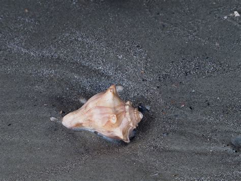 Knobbed Whelk Olympus Digital Camera Carlinsc Flickr