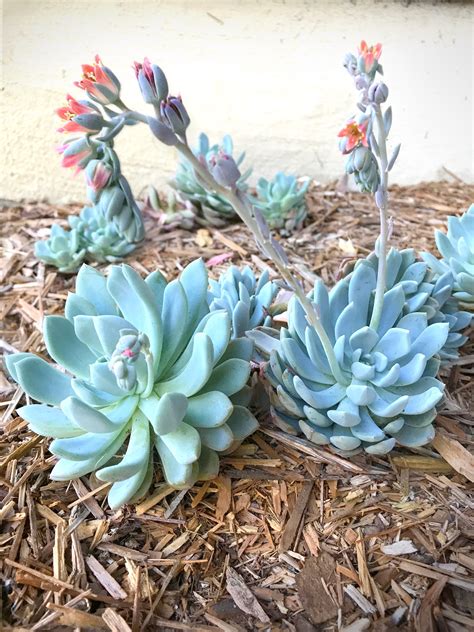 Types Of Succulents With Flowers