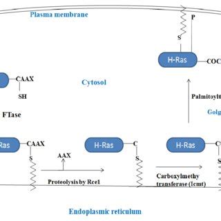 Nuclear Localization Of H Ras And K Ras B Isoform H Ras Forms Complex