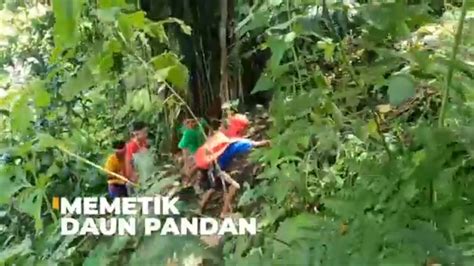 Memetik Daun Pandan Si Bolang Youtube