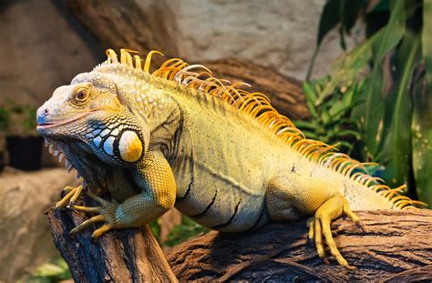 3840x2524 Iguana 4k Desktop Wallpaper High Resolution Green Iguana