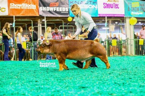 Njss Duroc Barrow Show National Swine Registry