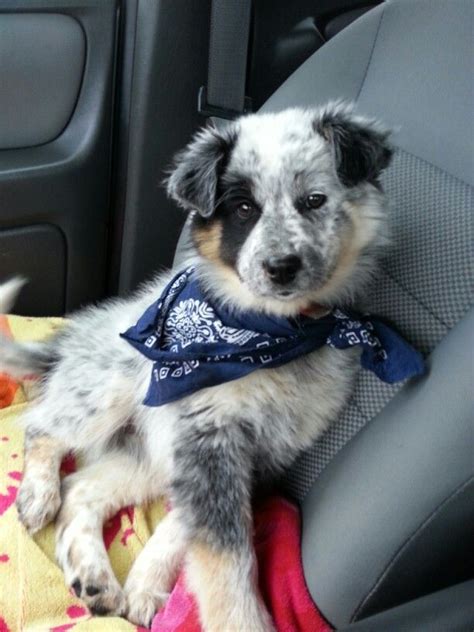 Australian Blue Heeler Cute Dog Mixes Australian Shepherd Blue