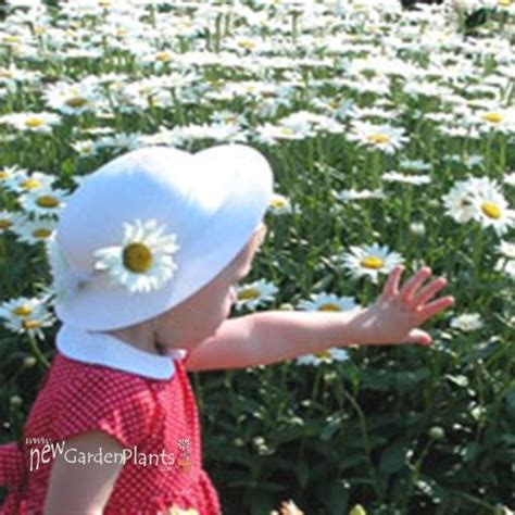 Becky Shasta Daisy New Garden Plants