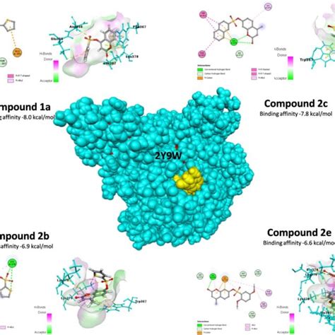 Molecular Docking Interactions Of Tyrosinase Download Scientific Diagram