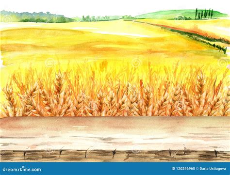 Summer Rural Landscape Wheat Field With Blank Board Watercolor Hand