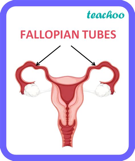 Mention The Functions Of A Placenta B Fallopian Tube In The Human