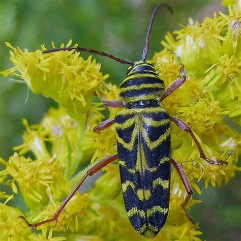 Locust Borer Megacyllene Robiniae Bugguide