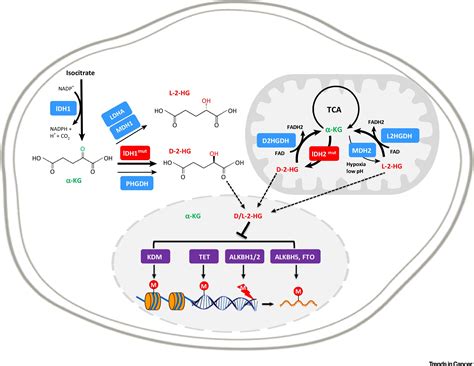 Metabolism Activity And Targeting Of D And L 2 Hydroxyglutarates