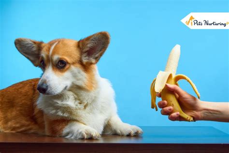 Unveiling The Truth Behind Can Dogs Eat Bananas Pets Nurturing