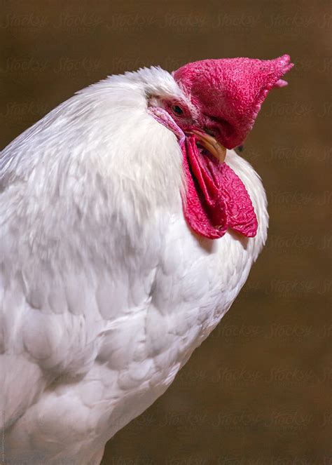 White Leghorn Rooster