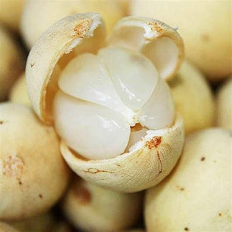 Jual Duku Palembang Super Fresh Kg Shopee Indonesia