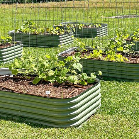 Raised Metal Planter Boxes Growing Squashes Vegega