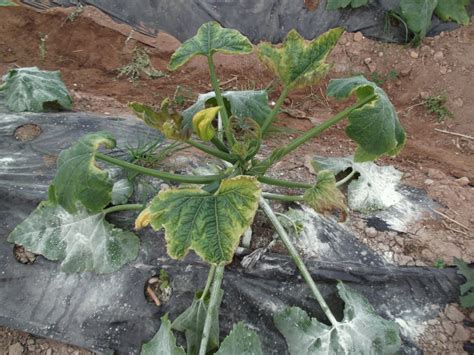 Powdery Mildew Or Bad White Zucchini Global Gardening Secrets