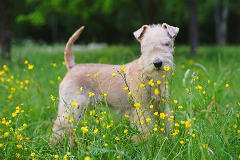 Lakeland Terrier Dog Breed Characteristics And Care