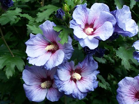 Hibiscus Syriacus Oiseau Bleu Althéa Floribond à Fleurs Bleues Et 024