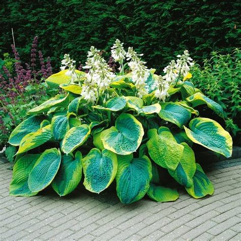 Bonsai Pcs Mixed Hosta Plantas Jardin Perennials Lily Flower Pot