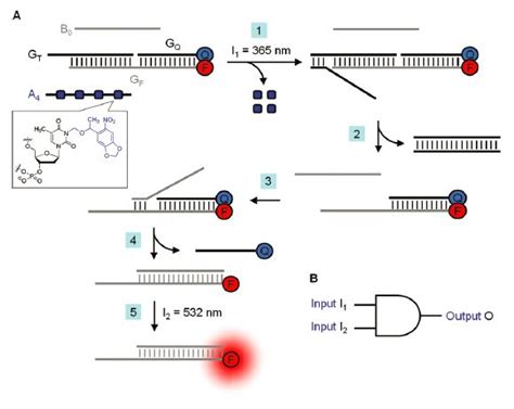 Unifying Silicon And DNA Based Computing The Kurzweil Library