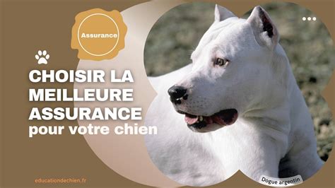 Comment choisir la meilleure assurance pour votre chien critères à