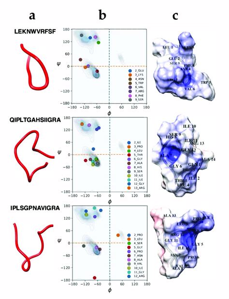 A Most Representative Equilibrium Structures Of Peptides 6 11 And Download Scientific