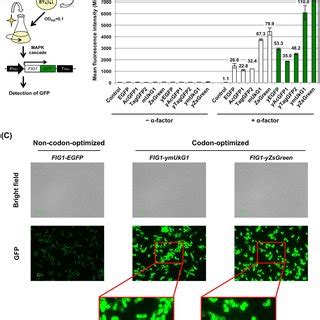 Expression Of Gfps As Fusion Tagged Proteins To Report The Activation