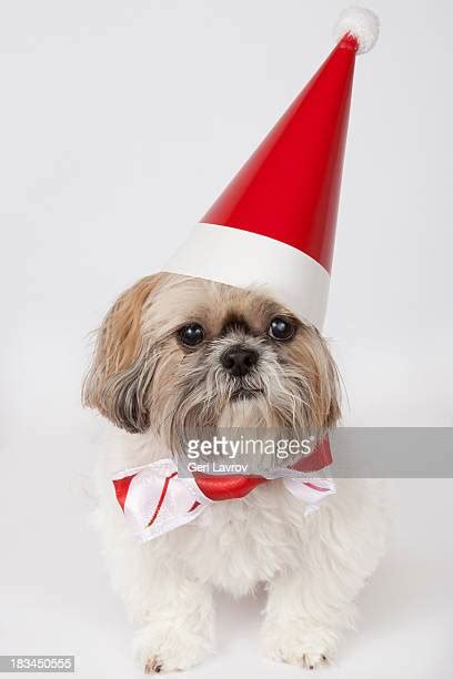 Shih Tzu Bow Photos And Premium High Res Pictures Getty Images