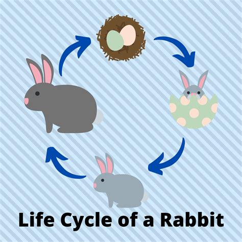 Life Cycle Of A Rabbit