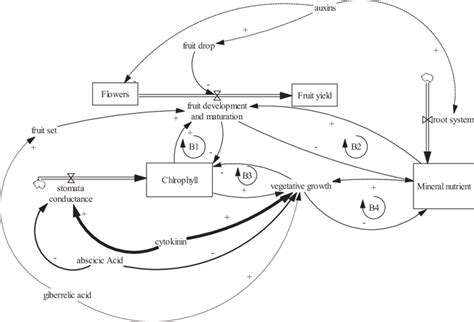 Simplified Causal Loop Diagram Of Functions Of Plant Hormones B1 Download Scientific Diagram