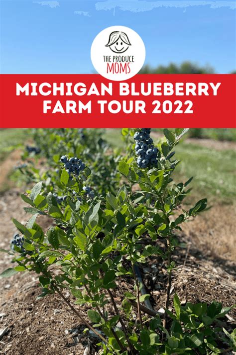 Michigan Blueberry Farm Tour 2022 The Produce Moms