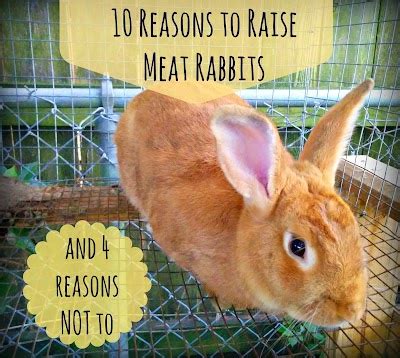 10 Reasons To Raise Meat Rabbits And 4 Reasons Not To