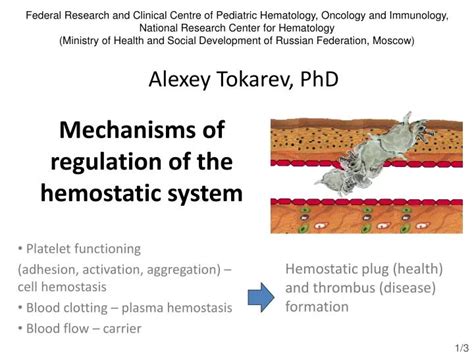 Ppt Mechanisms Of Regulation Of The Hemostatic System Powerpoint