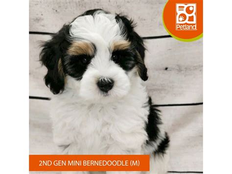 Bernedoodle Mini 2nd Gen Small Animal Black White Tan Id7795 Located